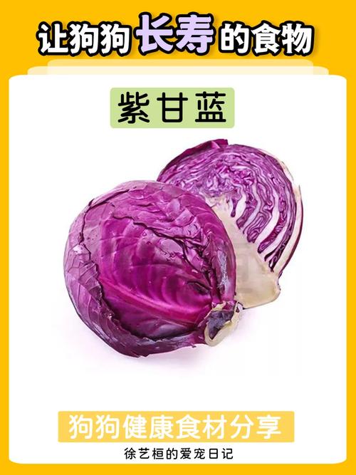 狗狗能不能吃水果甘蓝