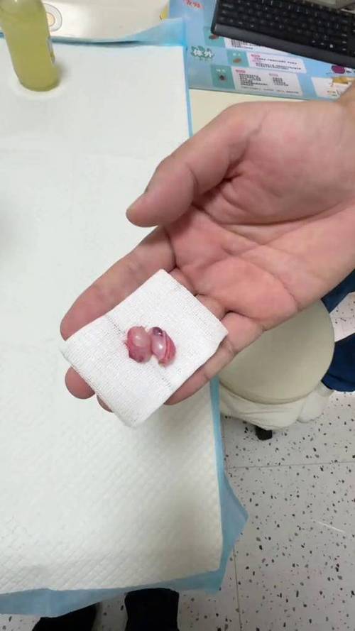 猫咪一般几个月发情