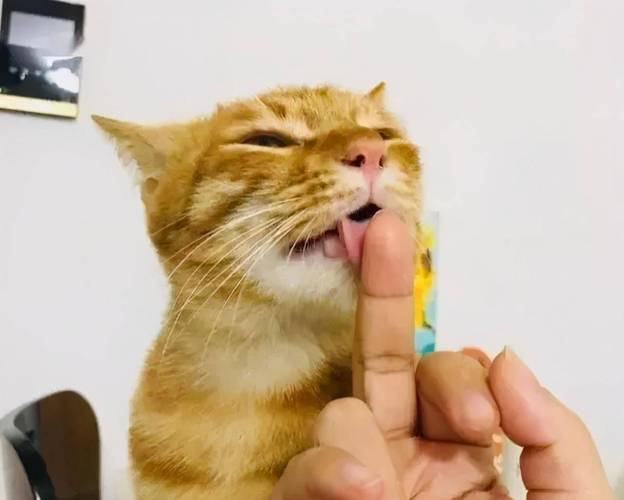 小猫咪发情,铲屎官们一定要提前知道哦～