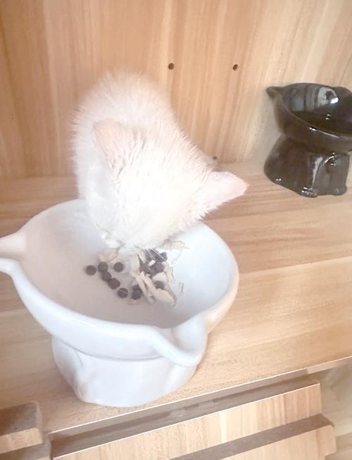 幼猫可以吃大米粥吗(幼猫能吃小米粥吗)