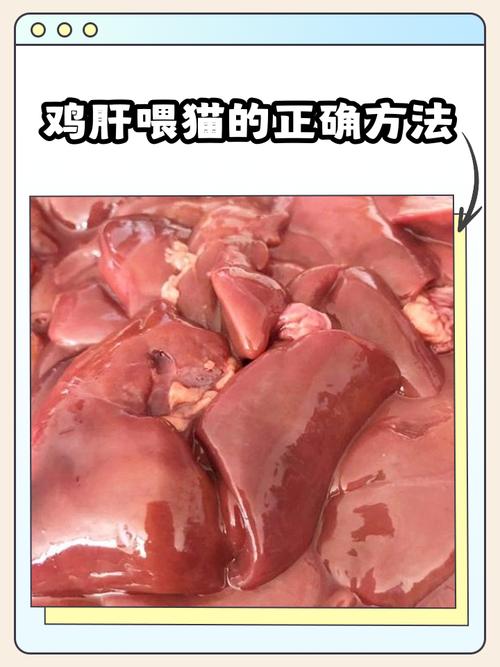 猫能吃鸭肝或者鸡肝吗?