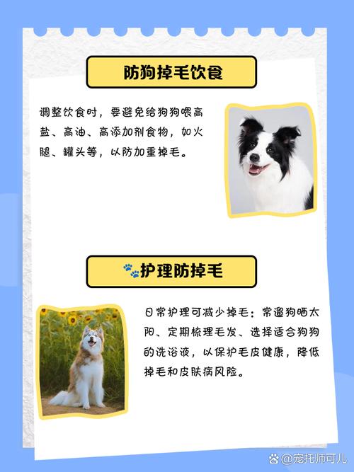 小狗吃什么不会掉毛