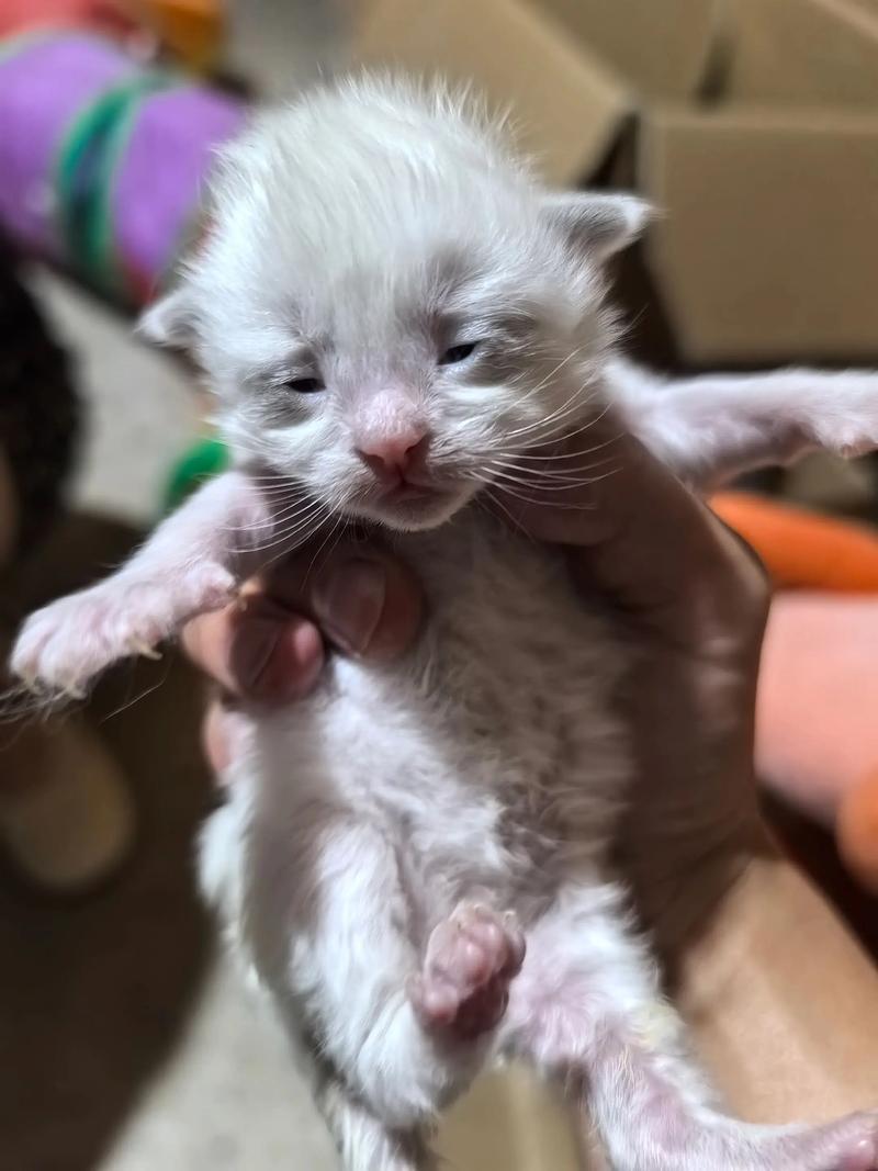 猫咪出生为什么会睁眼