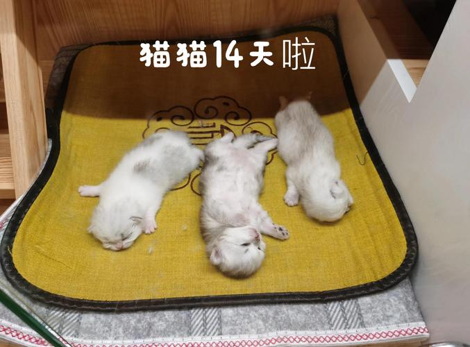 小猫在10天就睁开了眼睛,是否会有些早,它们还看不见,怎么办?_百度...