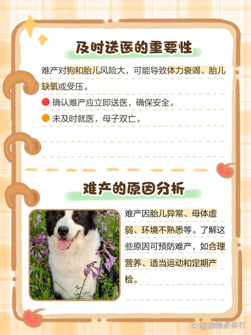 狗狗头一胎折腾多久会生