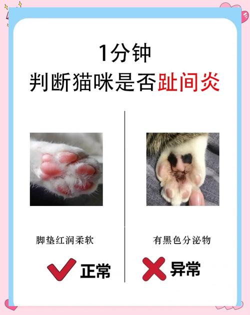 猫咪趾间炎多久能好