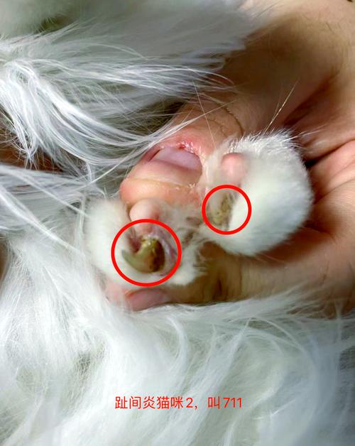 猫咪得了趾间炎会有哪些症状?