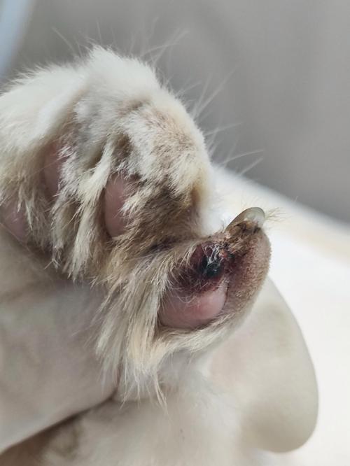 猫咪趾间炎初期症状