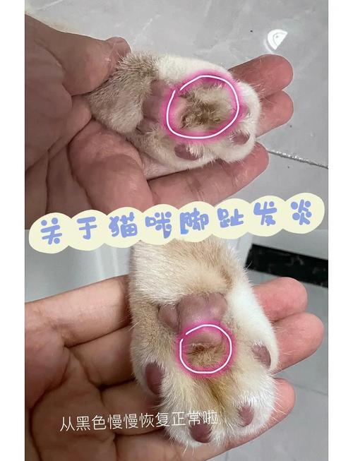 猫咪患有趾间炎的表现