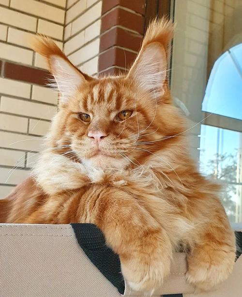 猫看见什么颜色害怕