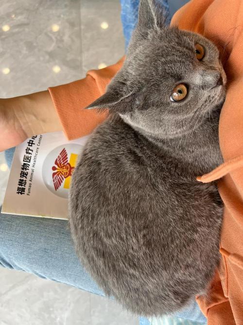 猫咪脖子里游动的肉球是怎么回事