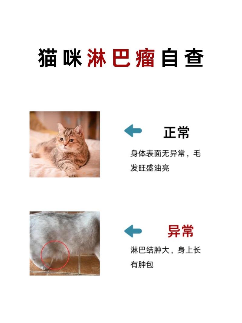 猫咪淋巴结肿大原因及处理方法