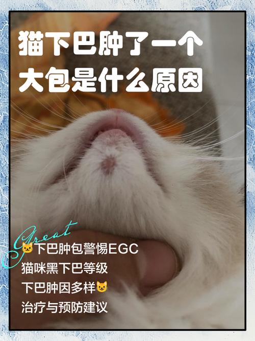 猫咪淋巴结肿大