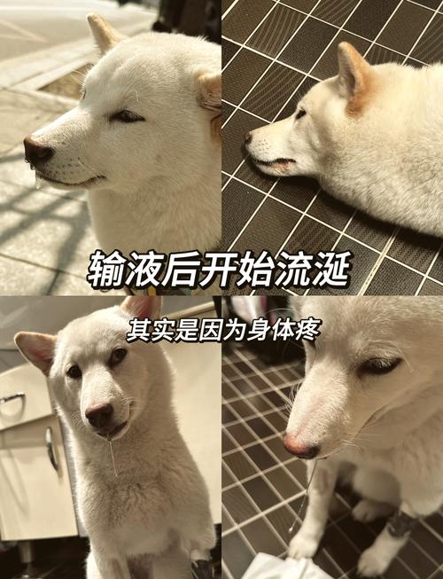 狗狗肠套叠了,医生说没治了,又没有偏方