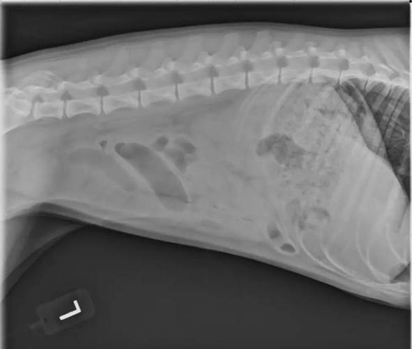 狗狗肠套叠不治疗会怎么样?