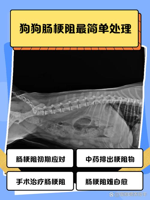 狗狗肠套叠能治好吗