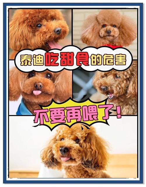 泰迪狗狗可以吃泡芙吗