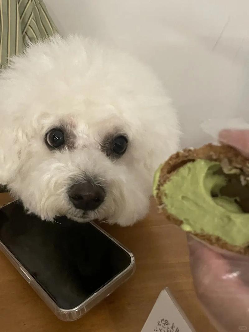 狗狗吃了泡芙怎么办?