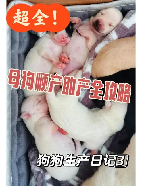 狗狗从配种当天算多少天生产