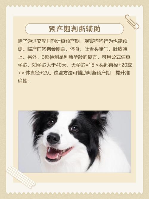狗狗预产期怎么算