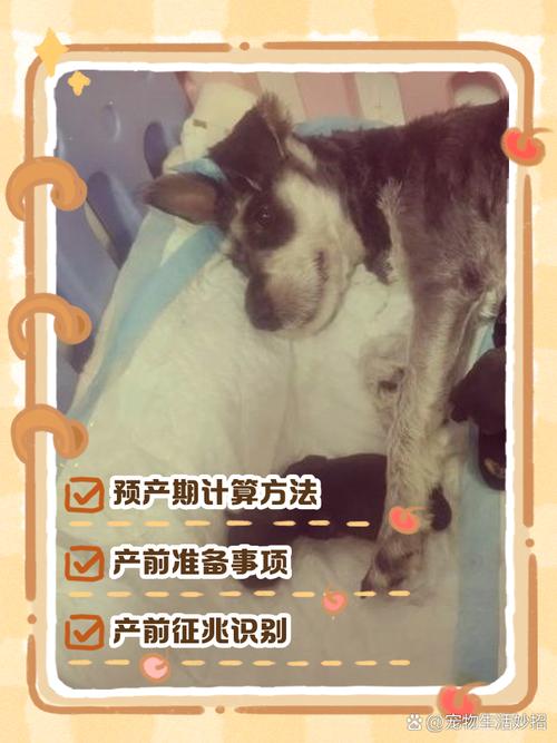 狗狗预产期是怎么算的?有哪些注意事项?