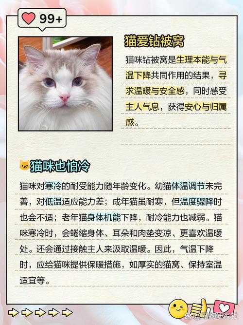 为什么大多宠物猫喜欢钻被窝?