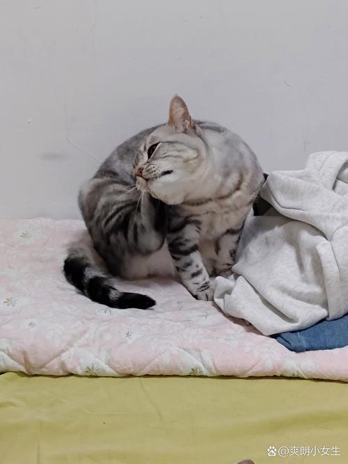 我家猫咪晚上闹,不睡觉,还老是钻进我的被窝抓我脚心,搞得我自己都没法...