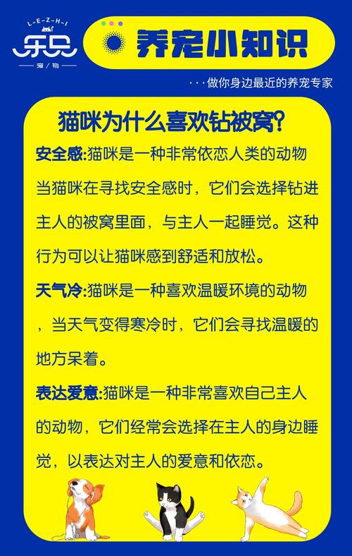 猫咪为什么喜欢钻被窝