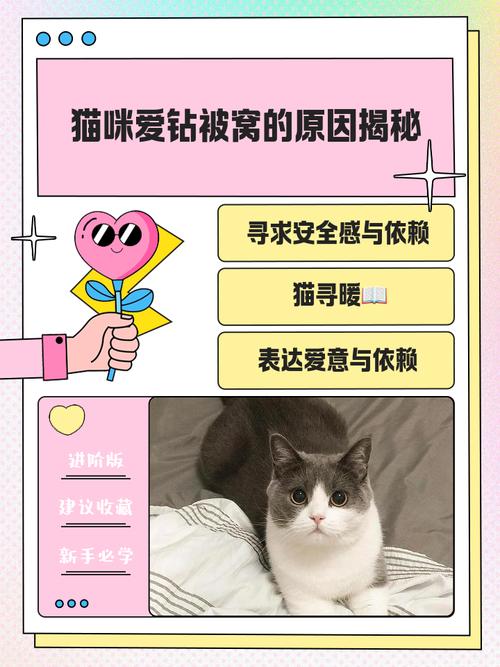 猫咪为什么总喜欢钻被窝?
