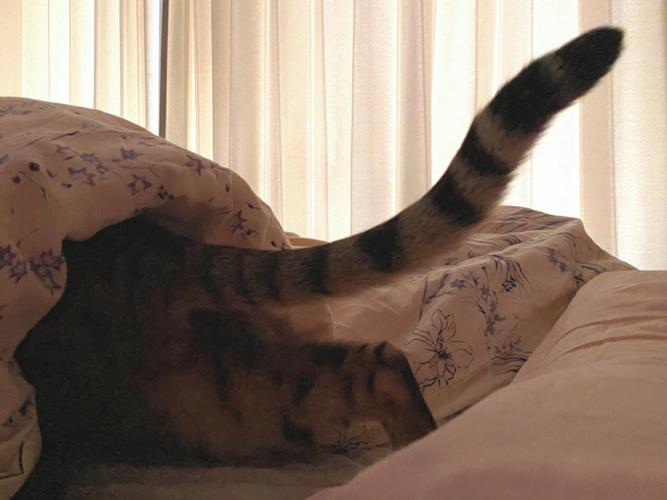 为什么猫咪总爱往被子里钻?