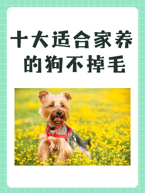 哪些狗狗既好养又不掉毛?