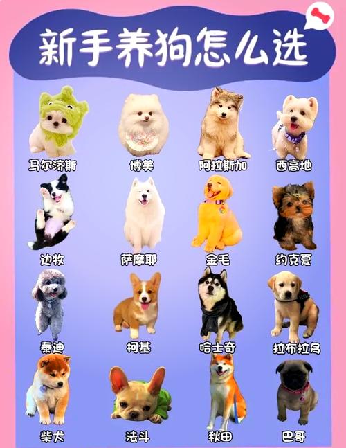 哪种狗狗好养又不掉毛?