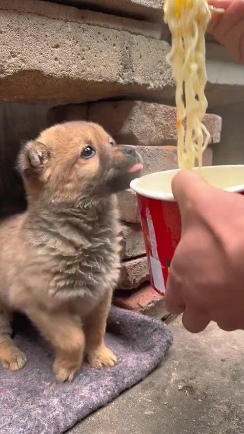 狗狗吃了少量的方便面会有事吗?