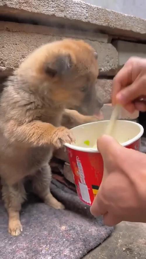 狗能吃方便面吗