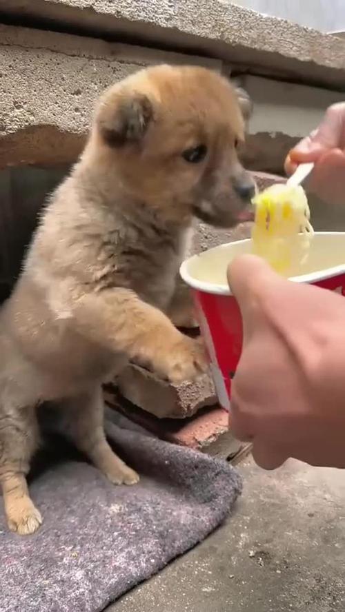 请问狗狗能吃方便面吗