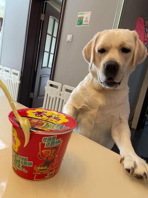 为什么狗狗不宜吃方便面?