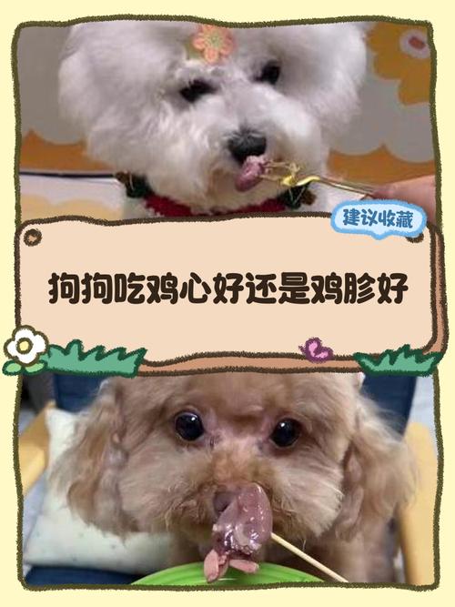 狗狗吃鸡心好还是鸡胗好?有什么区别?