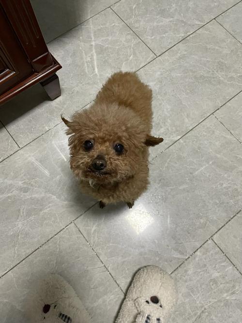 我家狗狗(泰迪)吃了咸鸭蛋会不会有事,我好害怕?