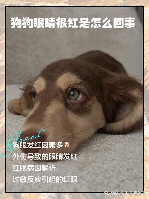 狗狗为什么发怒时眼红