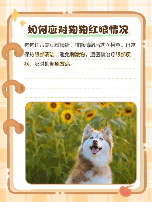 狗狗的眼白红怎么回事,运动过度肝火旺盛或者眼疾所致