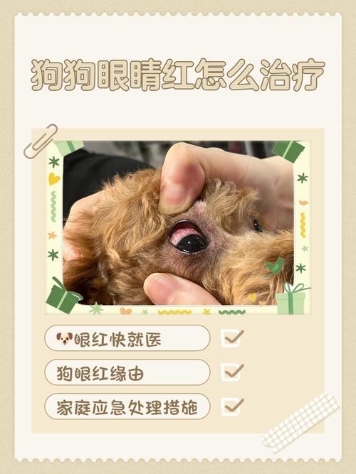 狗狗眼白发红是怎么回事