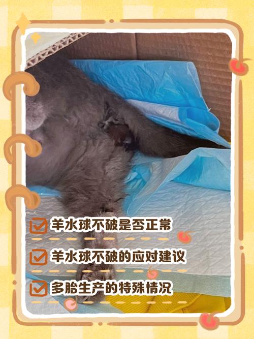 猫羊水破了像没事猫一样