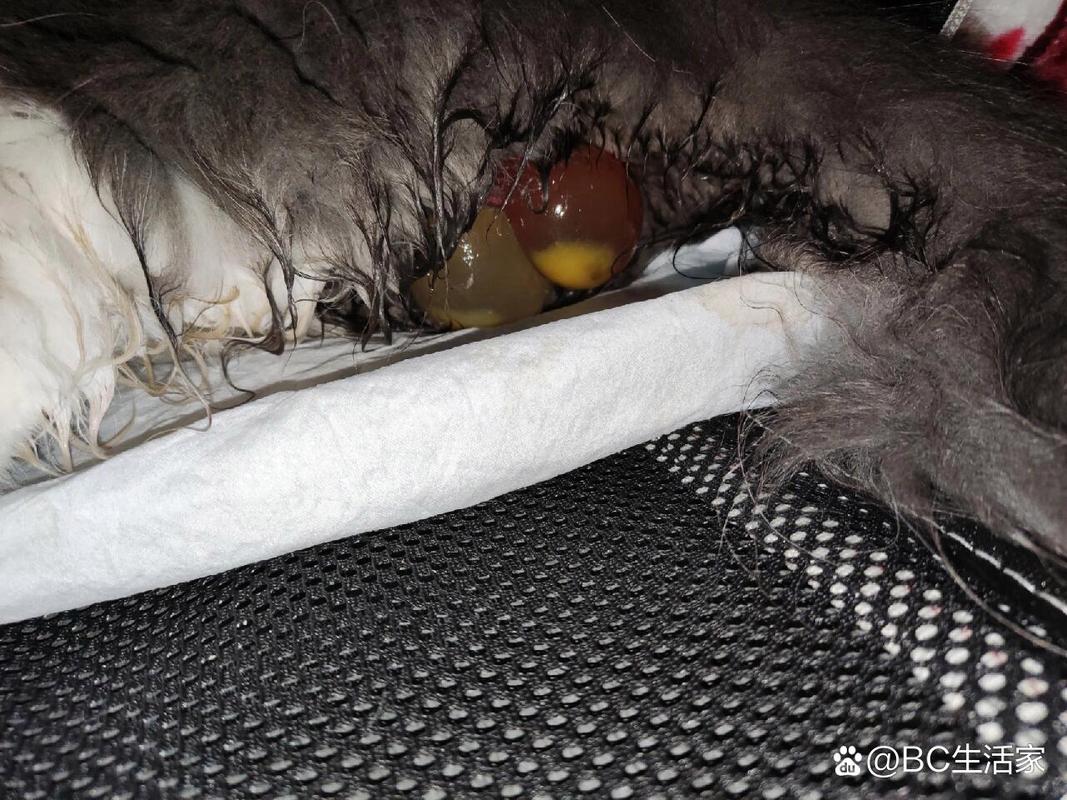 母猫羊水什么样子,母猫羊水泡