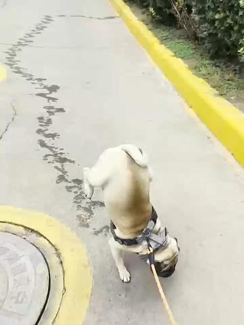 狗狗突然倒地四肢伸直尿失禁