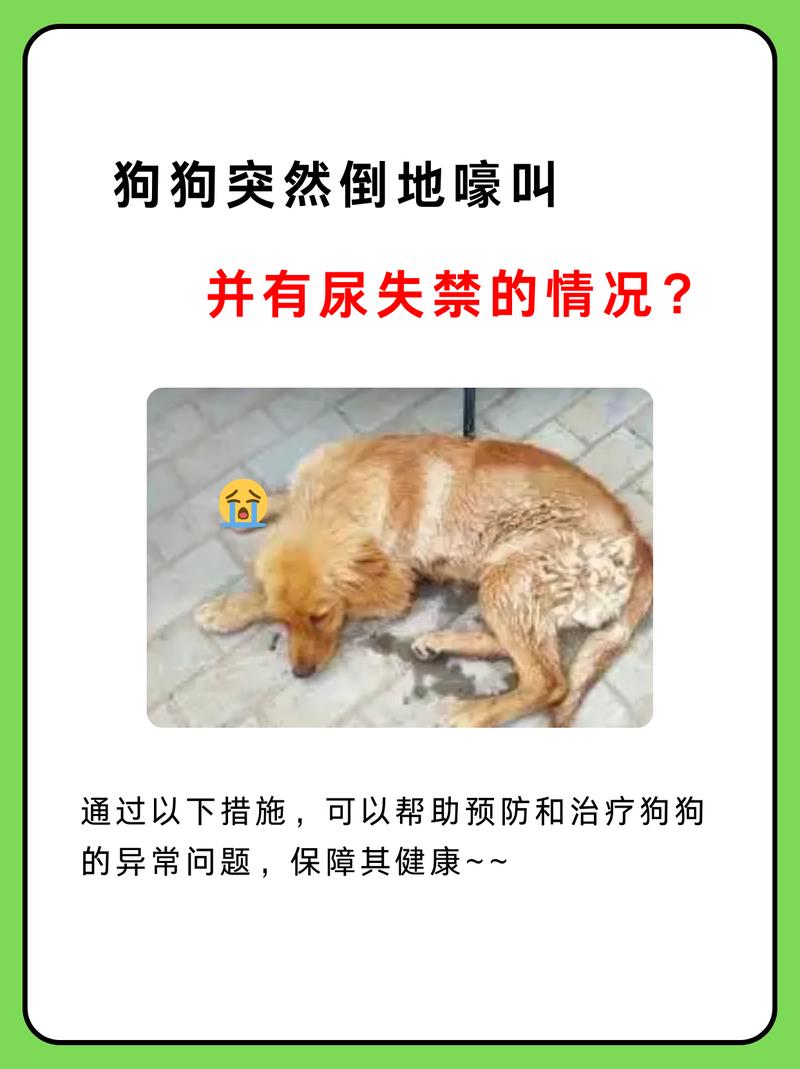 狗狗抽搐尿失禁是怎么回事