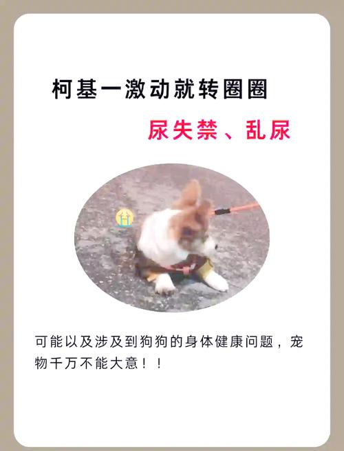 狗狗尿失禁什么原因怎样治疗(狗狗尿失禁吃什么药比较好)