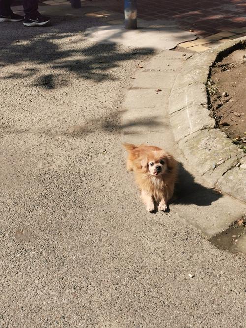 狗狗长期晒不到太阳怎么办