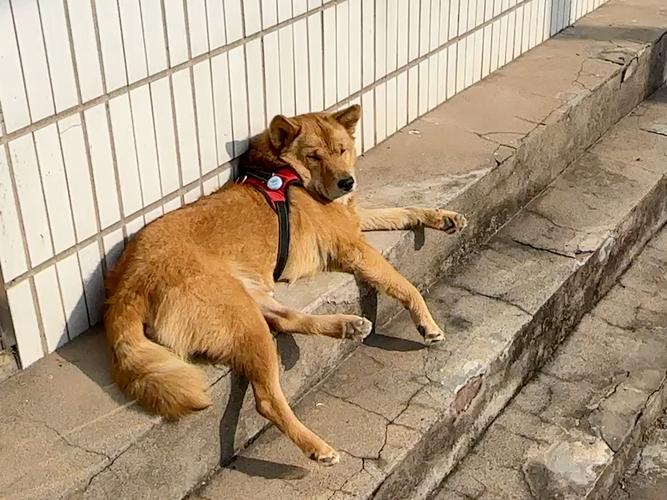 狗狗经常没晒太阳会怎样