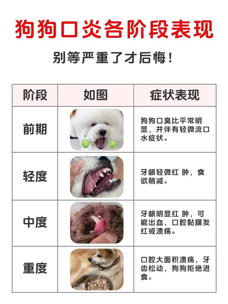 狗狗口腔炎的症状有哪些吃什么药治疗