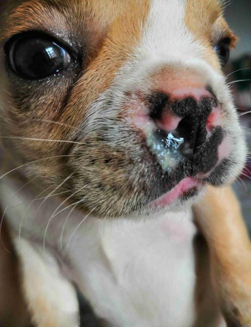 狗狗吉娃娃老是有鼻塞的感觉,呼吸很重,是什么问题啊?